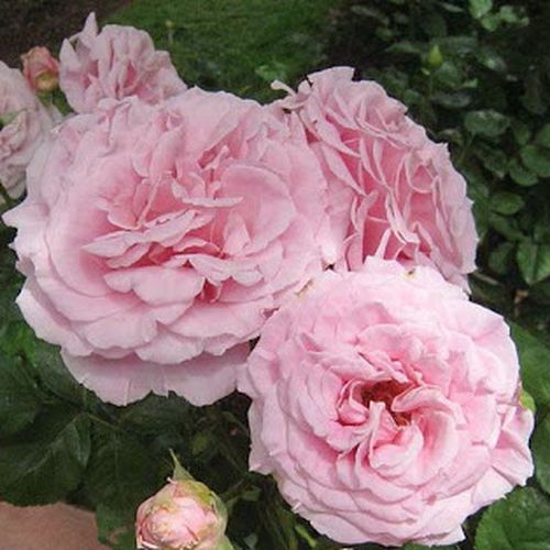 Franciaország, 1994 - Rózsa - Frederic Mistral ® - Online rózsa vásárlás